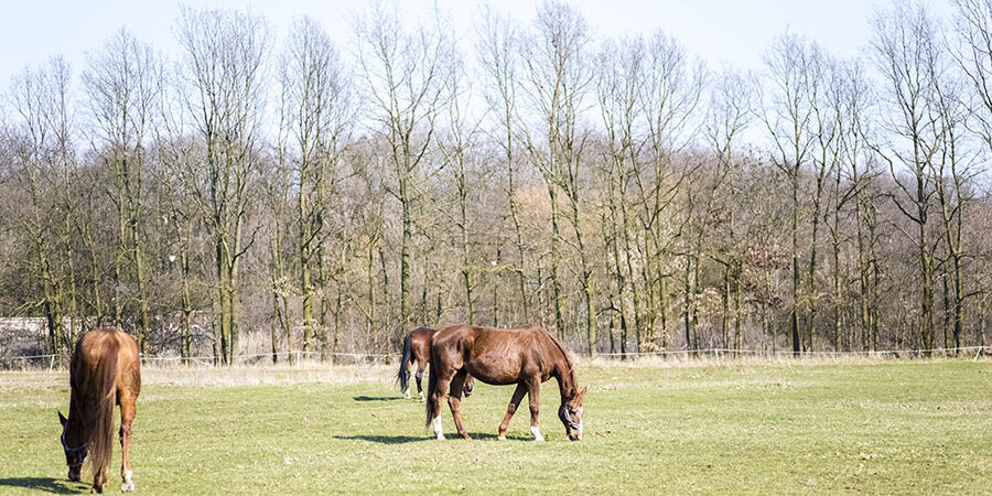 mud control solutions for horse pastures
