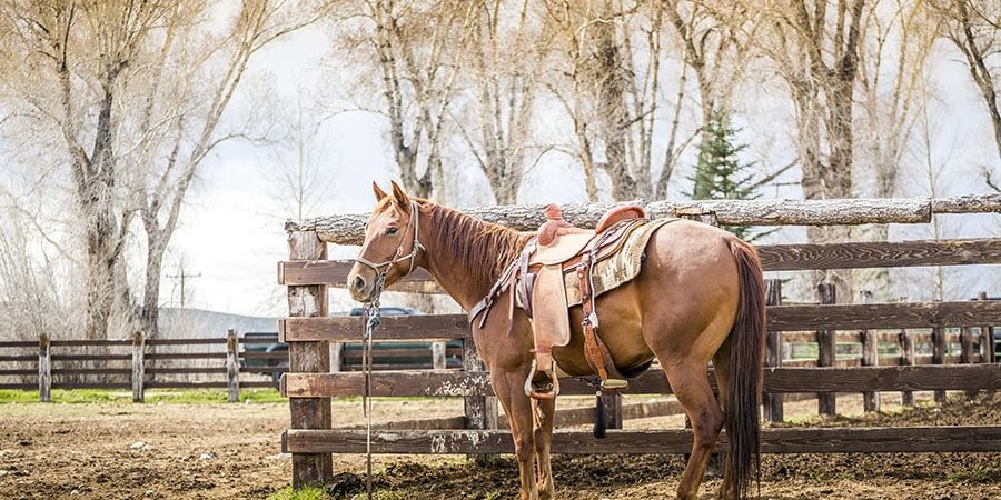 mud management on horse farms